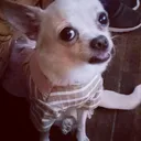 @puchis_808