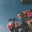 @puppiess_roblox