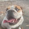 miley.the.bulldog
