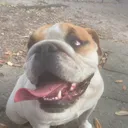 @miley.the.bulldog