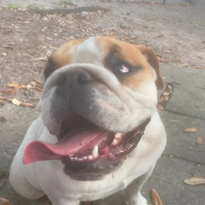 miley.the.bulldog