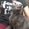 petitepatate.chat