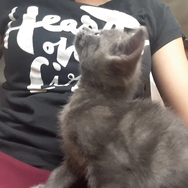 petitepatate.chat