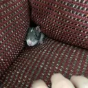@trixieandbella_thecuties