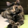trinycat
