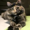 @trinycat