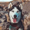 @mymountainhusky