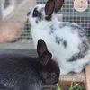 little.bunny.cuties