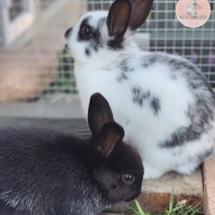 @little.bunny.cuties