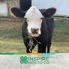 sara_and_the_show_cattle