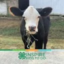 @sara_and_the_show_cattle