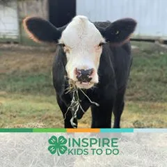 sara_and_the_show_cattle
