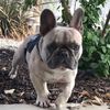 frenchie_reserve