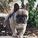 @frenchie_reserve