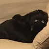 doreentheblackcat