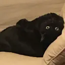 @doreentheblackcat