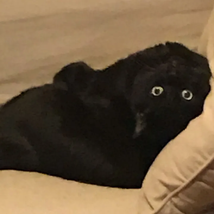 doreentheblackcat