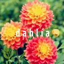 @dahlía