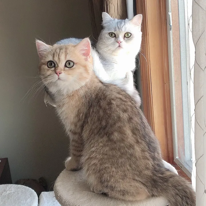 momomiminyc