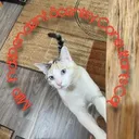 @teresaathaneysfinds