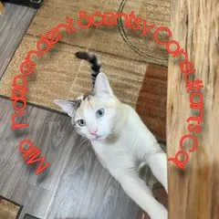 @teresaathaneysfinds