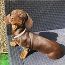 @skylerpup