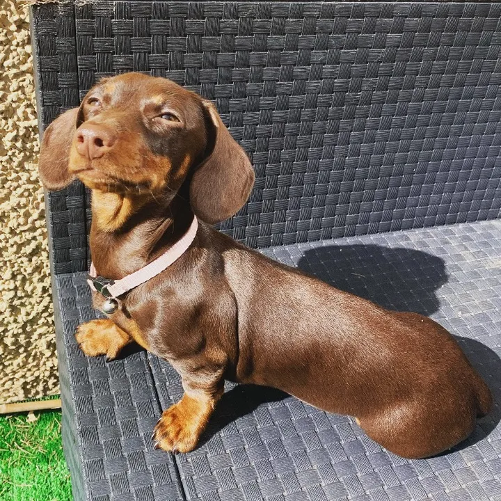 @skylerpup