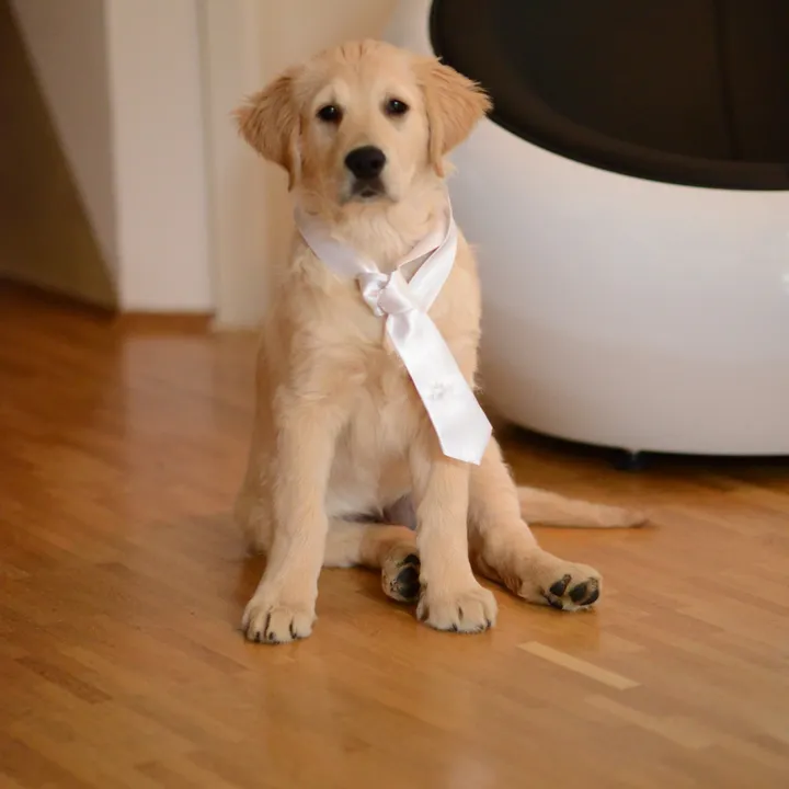 adonis_retriever