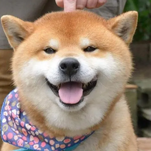 upetpetanimal