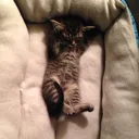 @sonikku_the_cat