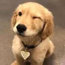 @jesuisunchienloll