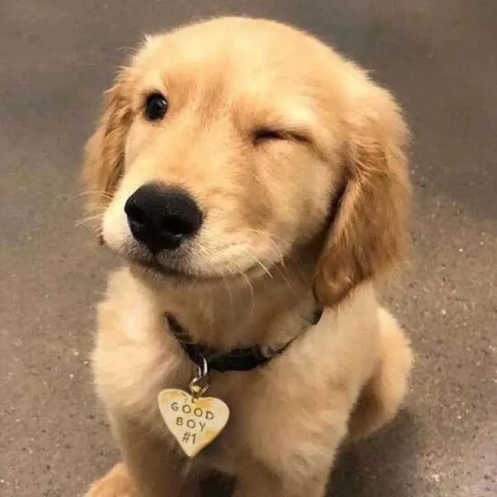 @jesuisunchienloll