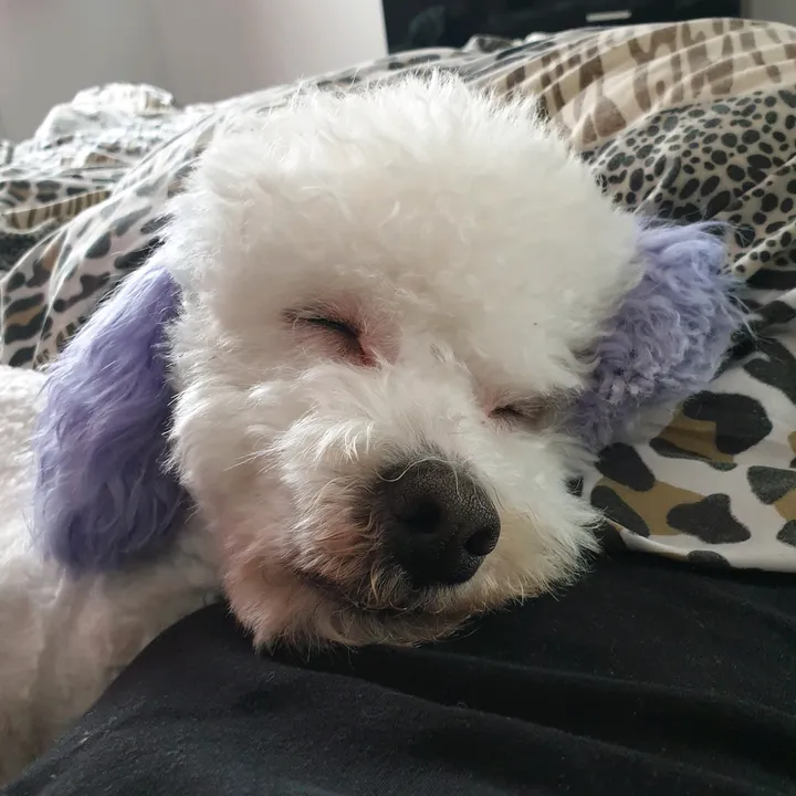 otto.purple