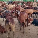 @maheshch561