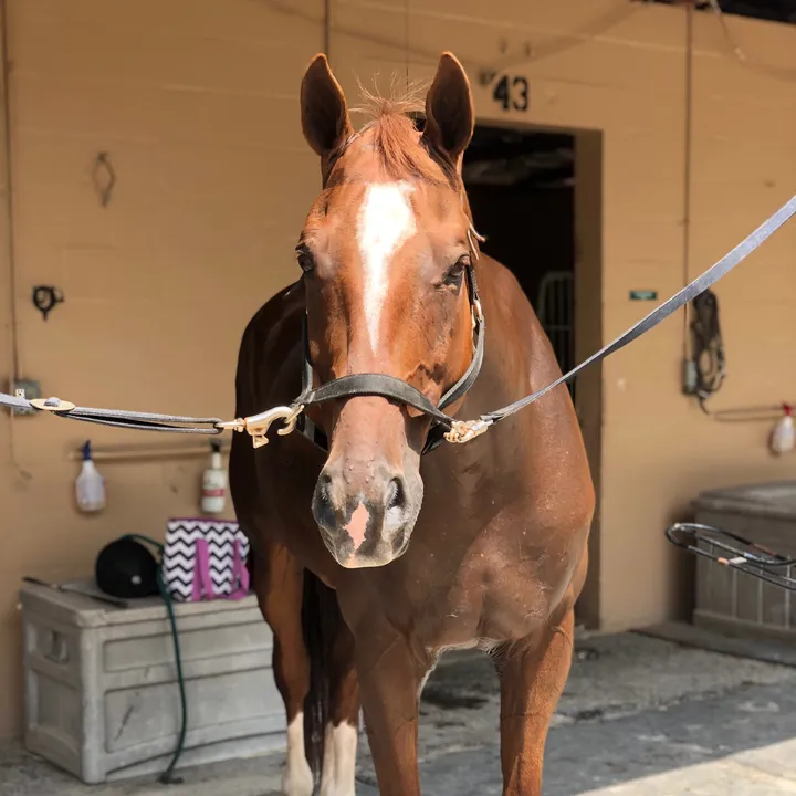eq.dani