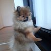 pom.bisqi