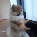@pom.bisqi