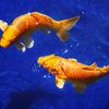 pisces_dimension