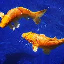 @pisces_dimension