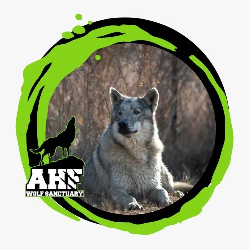 @allheartsfoundation