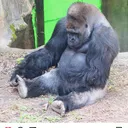 @gorilla_content1