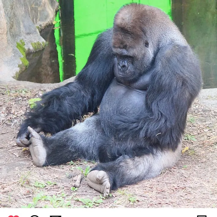 gorilla_content1