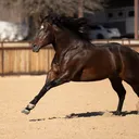 @t4quarterhorses