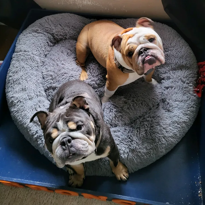 @broncoandrufus
