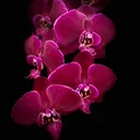 @micha3l547