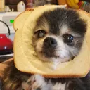 @lyric_._strange.critter