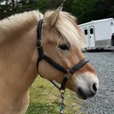 @fjordtok