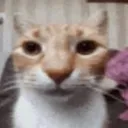 @gnattherat