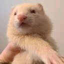 @fuchsiagamingferrets