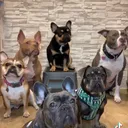 @frog_face_frenchies